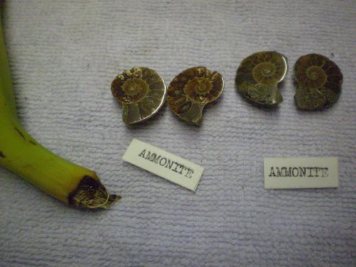 Small matched ammonite pairs, polished. These coul