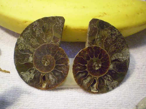 Ammonite halves, polished pair, approximately 2.5 