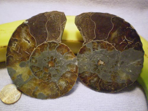 Ammonite halves, polished pair, approximately 3.5 
