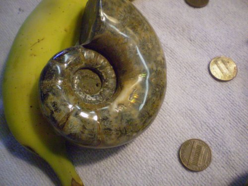 Polished whole ammonite having irridescence in cer
