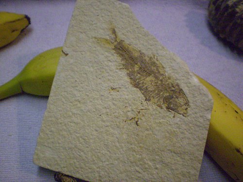 Fossil fish on substrate, Green River formation, W