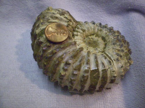 Tractor ammonite, whole, approximately 3.5 inches.