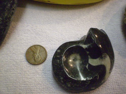 Polished whole ammonite, mostly black but with som