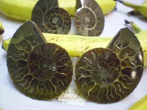 Polished ammonite halves, matched pairs, approxima