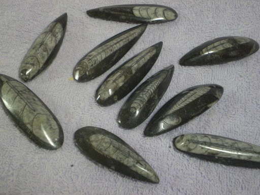 Orthoceras fossils, 1.75 to 2.75 inches.