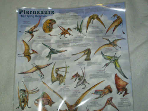 Pterosaurs the flying reptiles poster.