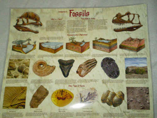 Fossils poster.