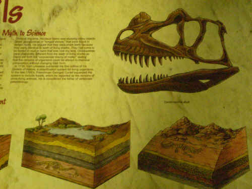 Detail of fossils poster.